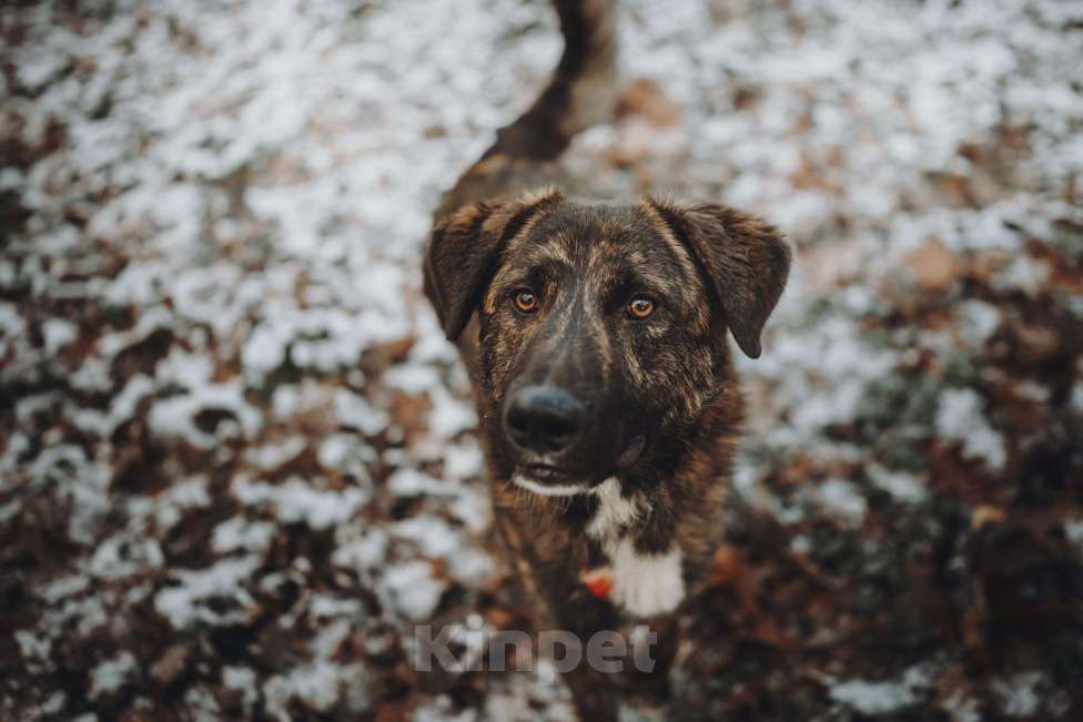 Собаки в Москве: Роскошный Элвин ищет дом! Мальчик, Бесплатно - фото 5
