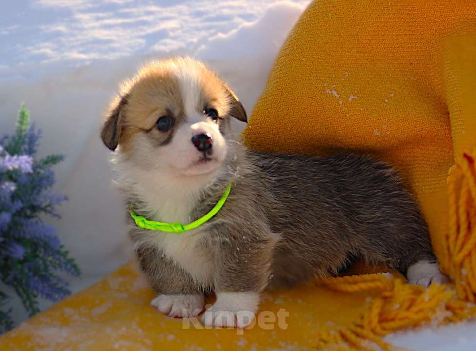 Собаки в других городах Московской области: Щенок кобель вельш корги пемброк Мальчик, 60 000 руб. - фото 3