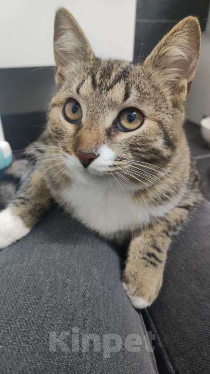 Кошки в Москве: котенок Тася ишет дом Девочка, 10 руб. - фото 1