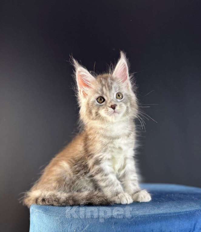 Кошки в Санкт-Петербурге: Девочка , голубая серебряная  Девочка, 25 000 руб. - фото 2