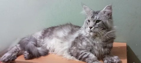 Кошки в Москве: Кот мейн-кун полидакт. Возраст 3 года. Мальчик, 10 000 руб. - фото 1