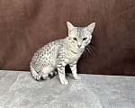Кошки в Москве: котик египетская мау  Мальчик, 85 000 руб. - фото 6