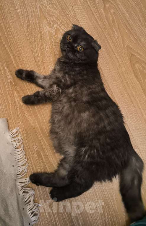 Кошки в Москве: Ласковая старушка Чучундра Девочка, Бесплатно - фото 10