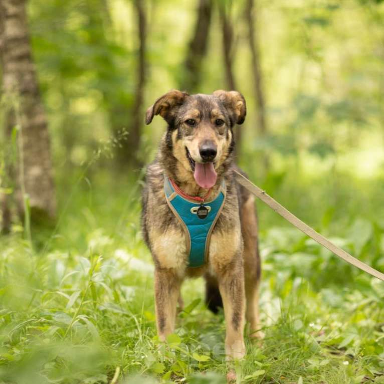 Собаки в Москве: Шкода Девочка, Бесплатно - фото 4