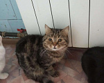 Кошки в Барнауле: Шотландские котята., 3 500 руб. - фото 1