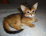 Кошки в Ливны: Очаровательные котята Сомали, 25 000 руб. - фото 1