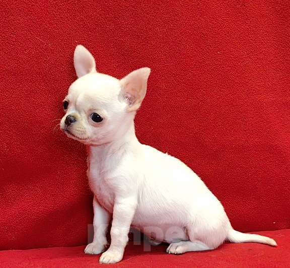 Собаки в Москве: Чихуахуа. Малышка - Ириска Девочка, 60 000 руб. - фото 3
