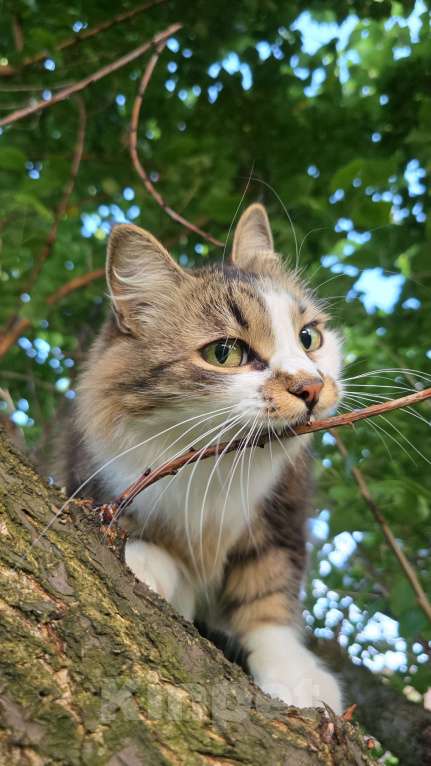 Кошки в Белгороде: Помогите найти за вознаграждение Девочка, 5 000 руб. - фото 2