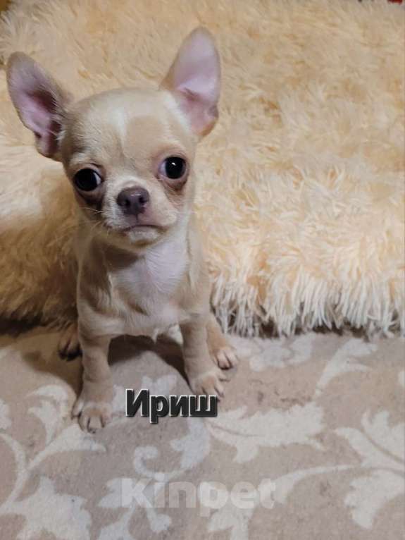 Собаки в Москве: Девочка и мальчик Чихуахуа эффектного окраса Мальчик, Бесплатно - фото 3