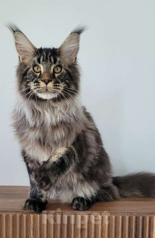 Кошки в Москве: Котенок чёрный мрамор Мальчик, 85 000 руб. - фото 10