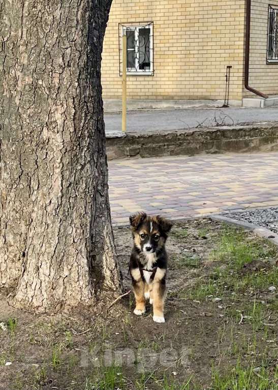 Собаки в Белом Калитве: Малышка в любящую семью Девочка, Бесплатно - фото 2