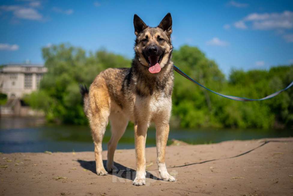Собаки в Москве: Веселый Тим ищет дом!  Мальчик, Бесплатно - фото 6
