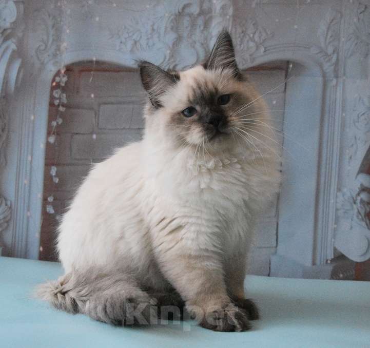 Кошки в Москве: Синеглазый Невский принц Мальчик, Бесплатно - фото 1