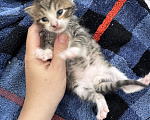 Кошки в Ростове-на-Дону: Котята в добрые руки Разнополые, Бесплатно - фото 7