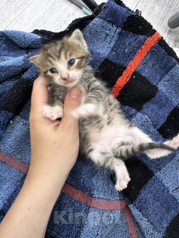 Кошки в Ростове-на-Дону: Котята в добрые руки Разнополые, Бесплатно - фото 7