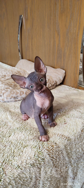 Кошки в Москве: Боннита-канадский сфинкс  Девочка, Бесплатно - фото 7