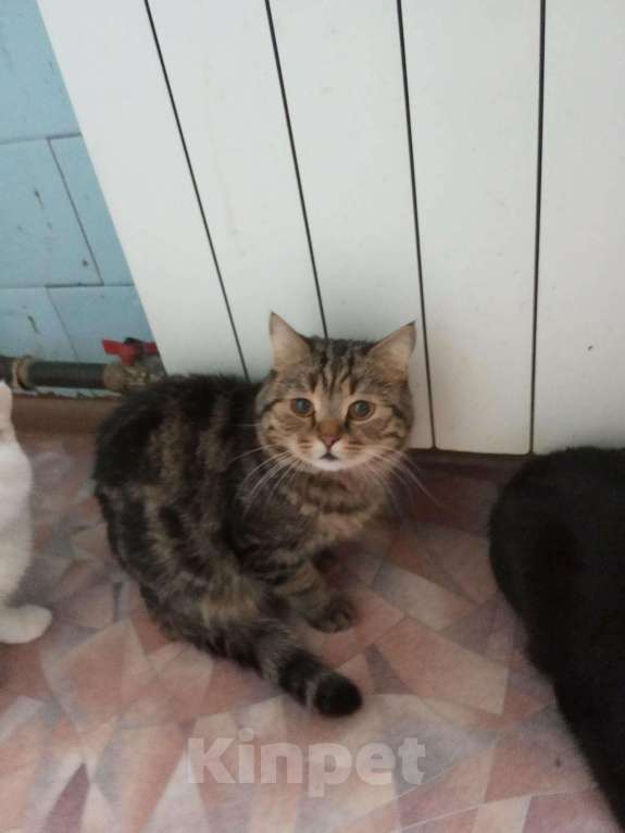 Кошки в Барнауле: Шотландские котята., 3 500 руб. - фото 1