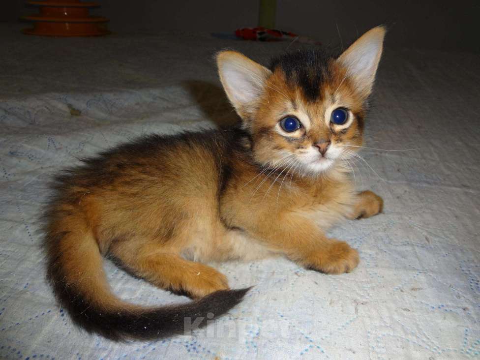 Кошки в Ливны: Очаровательные котята Сомали, 25 000 руб. - фото 1