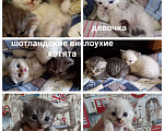 Кошки в Ульяновске: Шотланские котята Девочка, 6 000 руб. - фото 1
