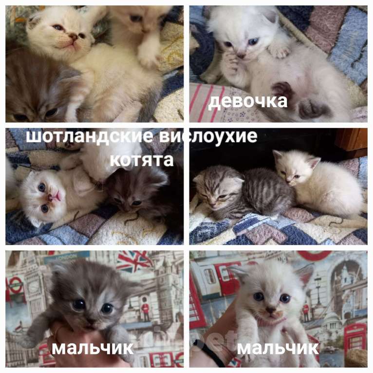 Кошки в Ульяновске: Шотланские котята Девочка, 6 000 руб. - фото 1