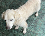 Собаки в Тольятти: Потерялся золотистый ретривер Девочка, 1 руб. - фото 1
