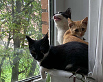 Кошки в Колпино: Котенок в добрые руки Мальчик, Бесплатно - фото 4