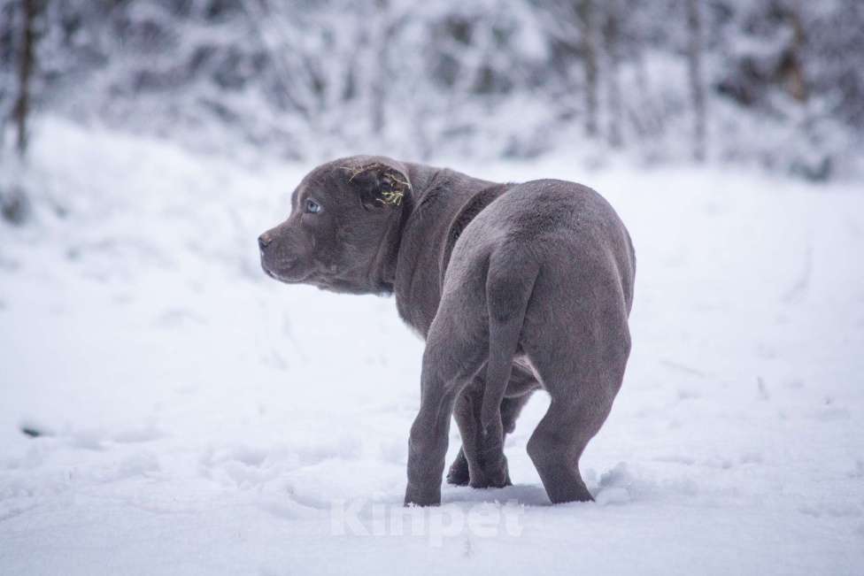 Собаки в других городах Московской области: Американский булли Мальчик, 130 000 руб. - фото 10