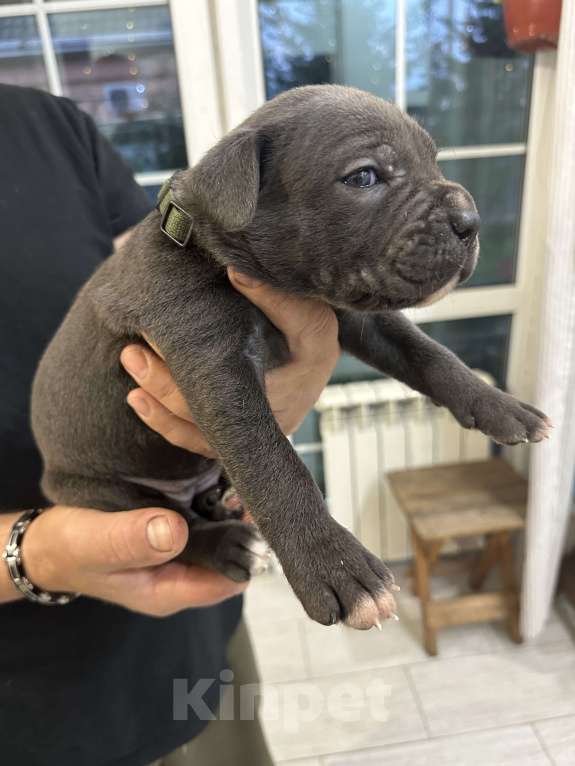 Собаки в Краснодаре: Щенки Кане корсо  Девочка, 60 000 руб. - фото 2