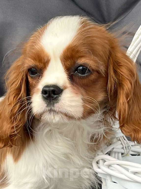 Собаки в Санкт-Петербурге: БЕСТ ИЛРЕАН ЛУКЕРЬЯ Девочка, 160 000 руб. - фото 2