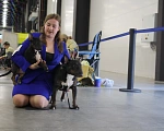 Собаки в Всеволожске: Щенок миниатюрного бультерьера Мальчик, Бесплатно - фото 3