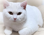 Кошки в Магнитогорске: Девочка британской породы белого окраса  Девочка, Бесплатно - фото 1