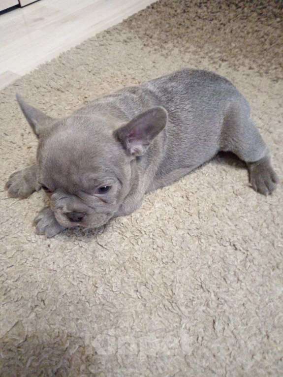 Собаки в Химках: Лиловая француженка Девочка, 150 000 руб. - фото 3