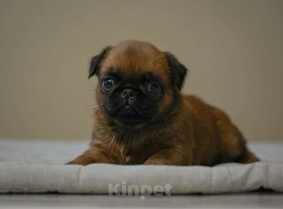 Собаки в Санкт-Петербурге: щенок пти брабансона Девочка, 60 000 руб. - фото 2