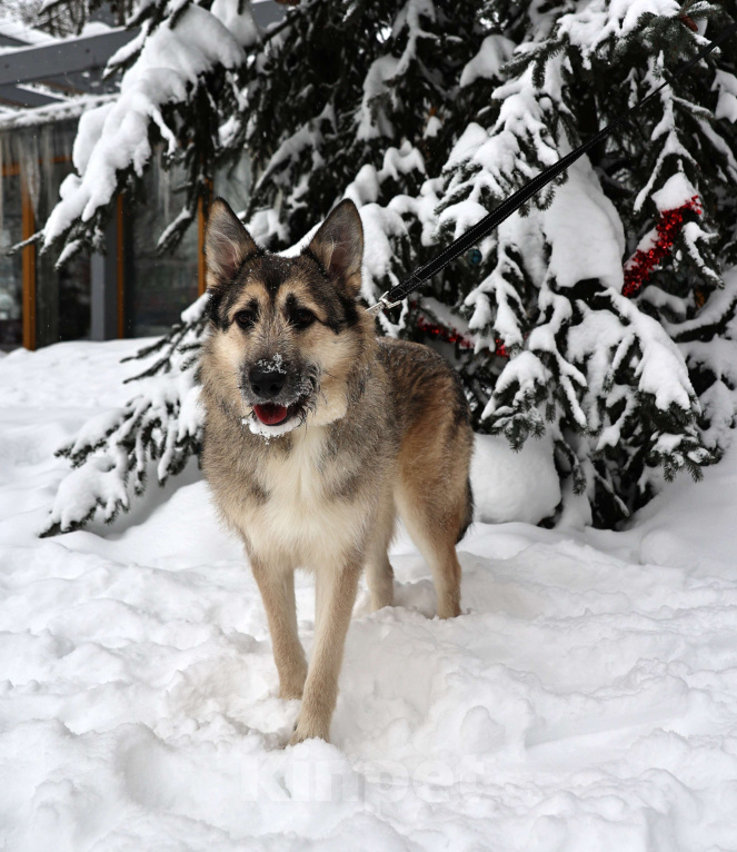 Собаки в Москве: Собака бесплатно в Москве Мальчик, Бесплатно - фото 3