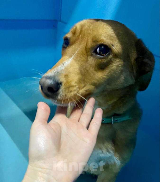 Собаки в Москве: У Тошки 5 дней на поиск дома Мальчик, Бесплатно - фото 4