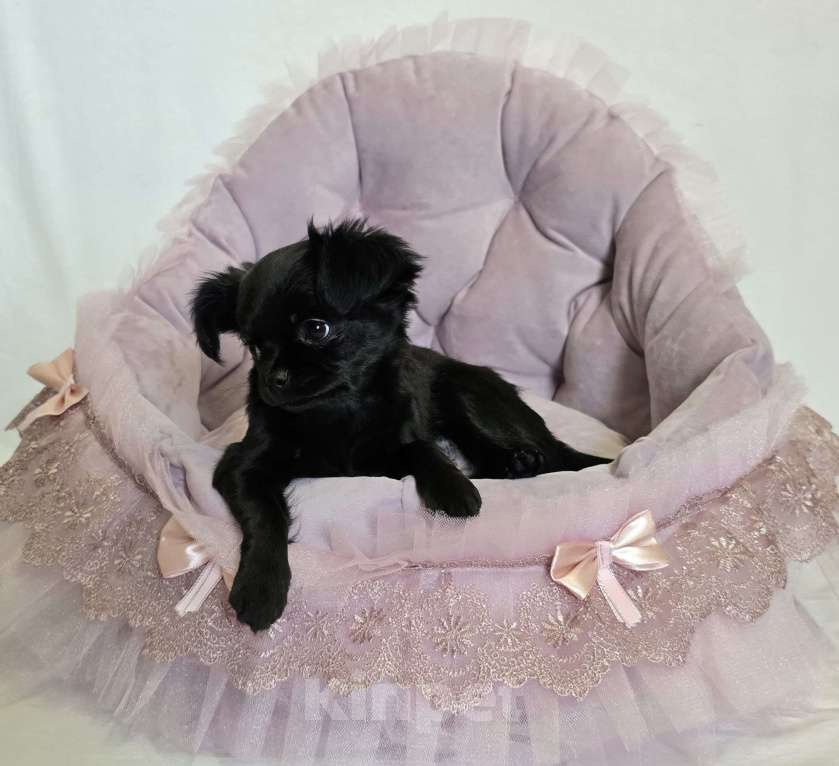 Собаки в Кемерово: Щенок чихуахуа Девочка, 50 000 руб. - фото 1