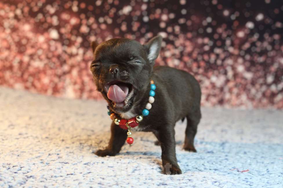 Собаки в Краснодаре: Мини шоколад Мальчик, 40 000 руб. - фото 5