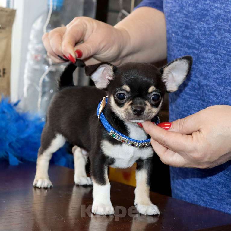 Собаки в Лобне: Ласковый красавчик чихуахуа Мальчик, 55 000 руб. - фото 8