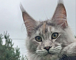 Кошки в Москве: Котенок породы мейн-кун  Девочка, 70 000 руб. - фото 2