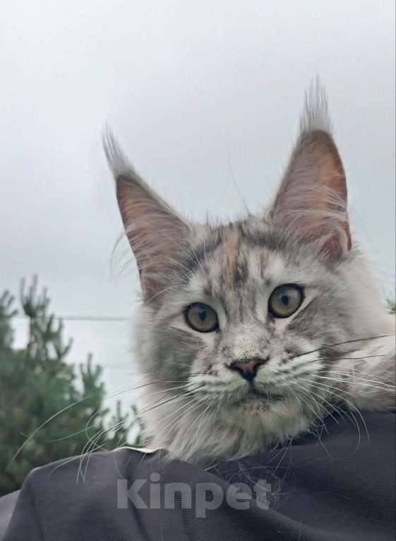 Кошки в Москве: Котенок породы мейн-кун  Девочка, 70 000 руб. - фото 2