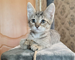 Кошки в Красноармейске: Котенок девочка Ириска Девочка, Бесплатно - фото 7