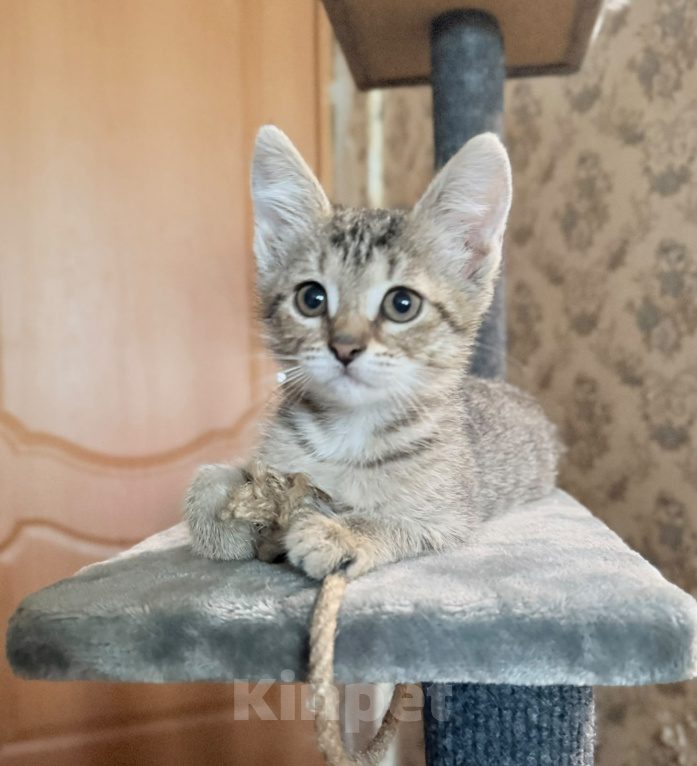 Кошки в Красноармейске: Котенок девочка Ириска Девочка, Бесплатно - фото 7