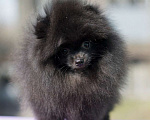 Собаки в Челябинске: Черная красотка Девочка, 45 000 руб. - фото 6