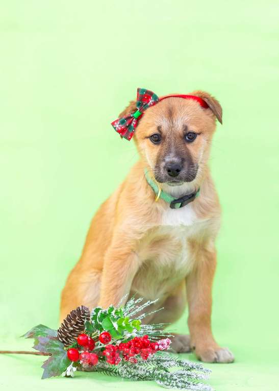 Собаки в других городах Московской области: Щенок Герда в добрые руки Девочка, Бесплатно - фото 8