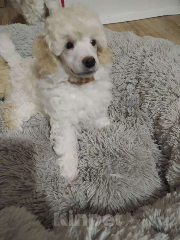 Собаки в Воронеже: Щeнки cрeднeго/миниатюрного пуделя, девочки Девочка, 50 000 руб. - фото 3