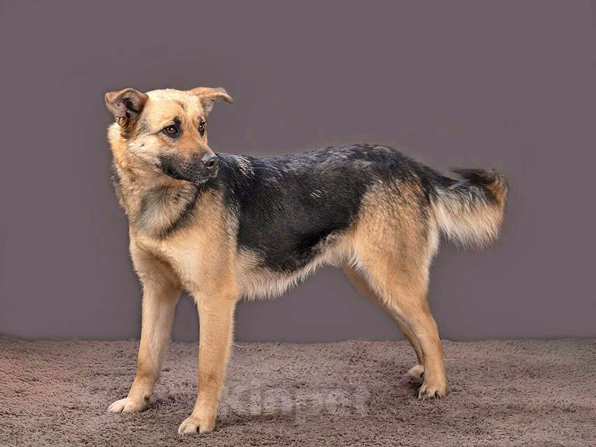 Собаки в Москве: Молодая, ласковая и общительная собачка Альма ищет дом Девочка, Бесплатно - фото 2