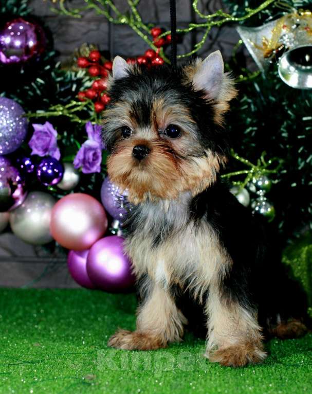 Собаки в Голицыно: Кукольная девочка Девочка, 90 000 руб. - фото 4