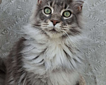 Кошки в Иваново: Мальчик мейн-кун: .  Мальчик, Бесплатно - фото 1
