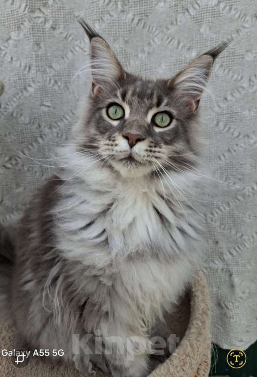 Кошки в Иваново: Мальчик мейн-кун: .  Мальчик, Бесплатно - фото 1