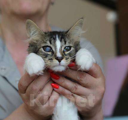 Кошки в Москве: Крошка Сури ищет дом Девочка, Бесплатно - фото 2